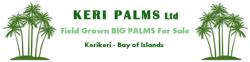 Palm Tree Sales Kerikeri Northland